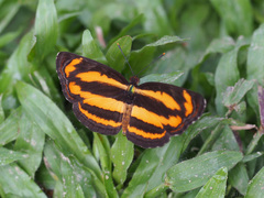 Pantoporia