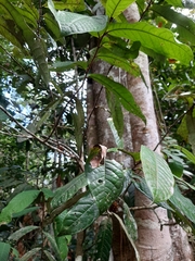 Annonaceae