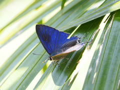 Hypolycaena erylus