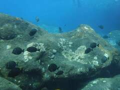 Acanthurus leucopareius