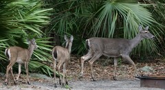 Odocoileus virginianus venatorius