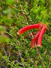 Erica discolor