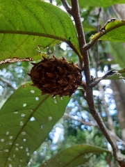 Annonaceae