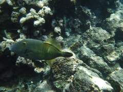 Cantherhines dumerilii