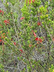 Erica discolor