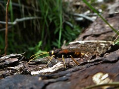 Urocerus gigas