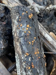 Amphilogia gyrosa