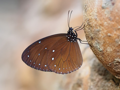 Euploea tulliolus