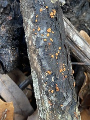 Amphilogia gyrosa