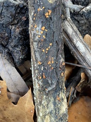 Amphilogia gyrosa