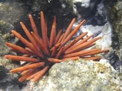 Heterocentrotus mamillatus