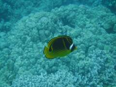 Chaetodon lunula