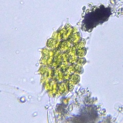 Pseudopediastrum boryanum