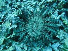 Acanthaster planci