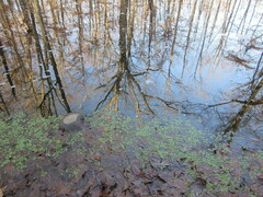 Callitriche stagnalis