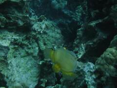 Cantherhines dumerilii