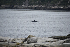 Balaenoptera acutorostrata
