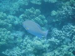 Kyphosus cinerascens