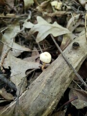 Lentinellus subaustralis