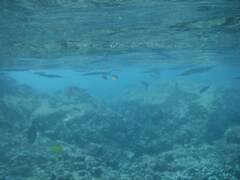 Tylosurus crocodilus