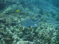 Kyphosus cinerascens