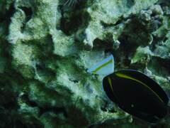 Acanthurus nigricans