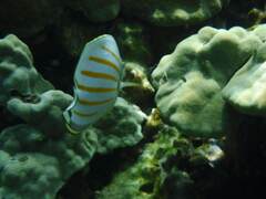 Chaetodon ornatissimus
