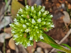 Crassula subulata