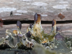 Peltigera collina