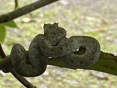 Bothriechis schlegelii