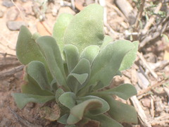 Mesembryanthemum aitonis