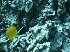 Forcipiger flavissimus