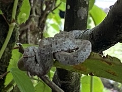 Bothriechis schlegelii