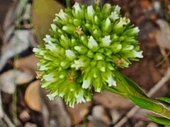 Crassula subulata