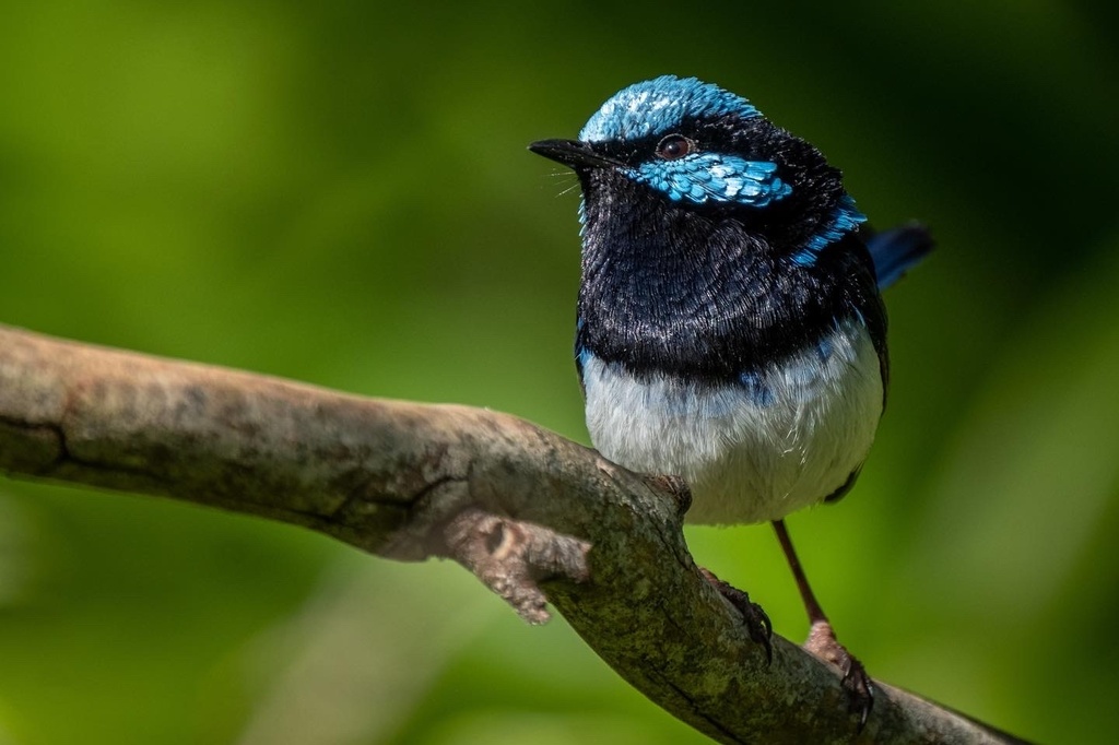 Superb Fairywren