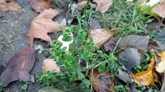 Euphorbia peplus