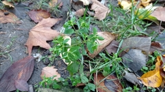 Euphorbia peplus