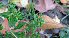 Euphorbia peplus