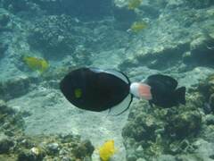 Melichthys vidua