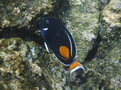 Acanthurus achilles