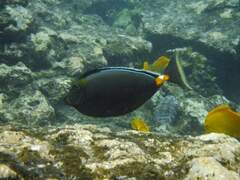 Naso lituratus