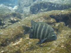 Abudefduf sordidus