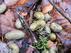 Lepus americanus