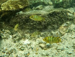 Mayaheros urophthalmus