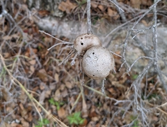 Disholcaspis pruniformis