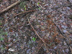 Lepus americanus