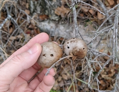 Disholcaspis pruniformis