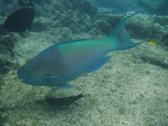 Scarus rubroviolaceus