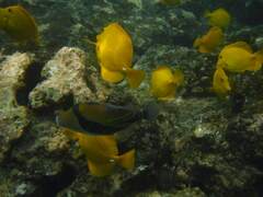 Rhinecanthus rectangulus