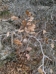 Disholcaspis pruniformis